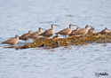 Numenius phaeopus